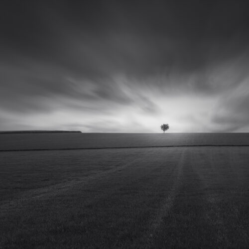 Lonely tree on a hill in germany with soft sky and long exposure in monochrome