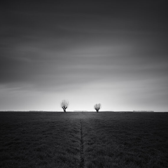 Two trees on a meadow with a ditch in the Netherlands polder