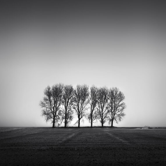 Trees of six close to warder the Netherlands as a silhouette