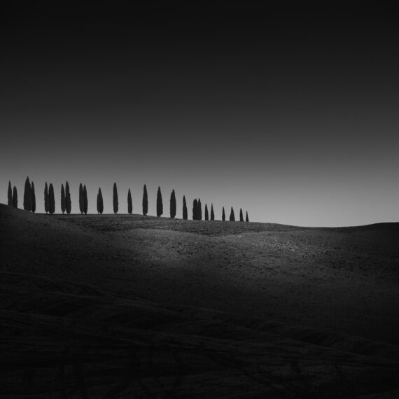disappearing trees on a row on the hill in toscane italy