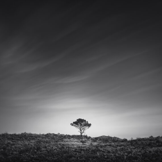 Lonely tree minimalism with soft sky monochrome