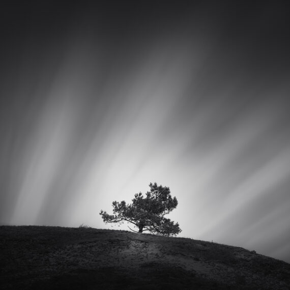 Tree on a hill with long exposure