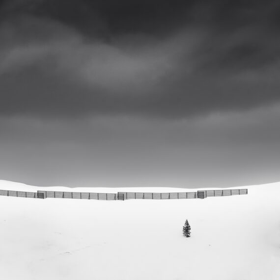 Snow protector fence on a hill with a tree