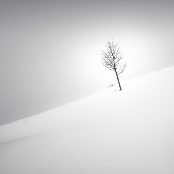 Lonely tree in a winter landscape on a hill