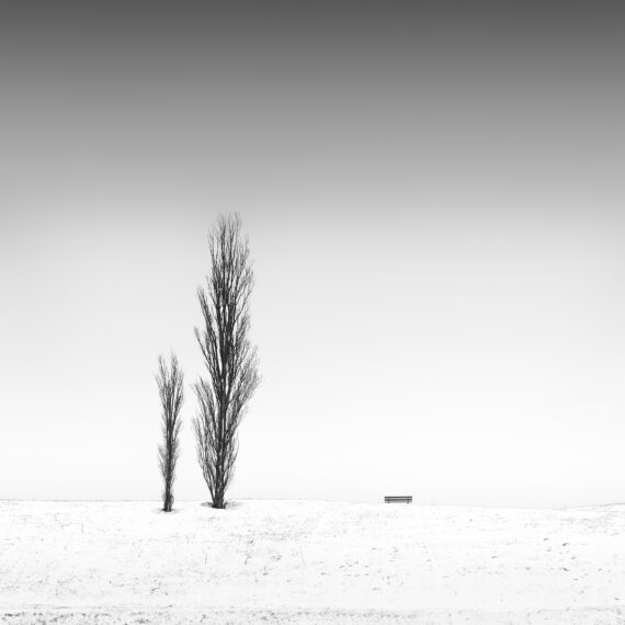 Two long trees on a hill in the snow with a bench