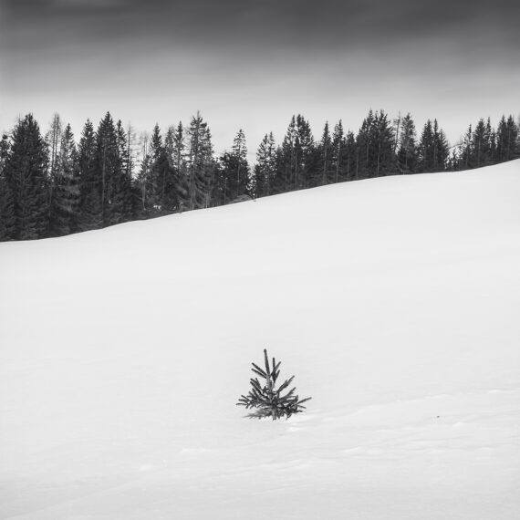 Little tree in front of a forest in the snow