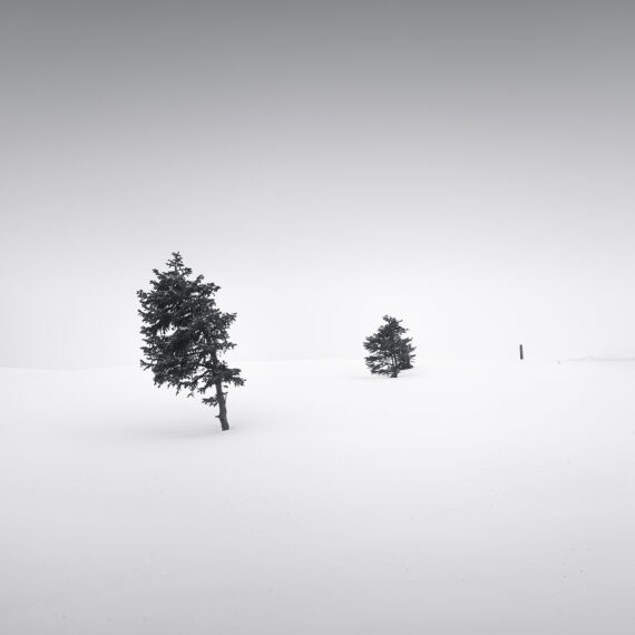 Two trees and a pole in the snow